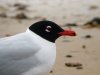 Mediterranean Gull at Westcliff Seafront (Steve Arlow) (41601 bytes)